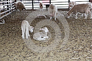 ItÃ¢â¬â¢s a livestock l raise at home.